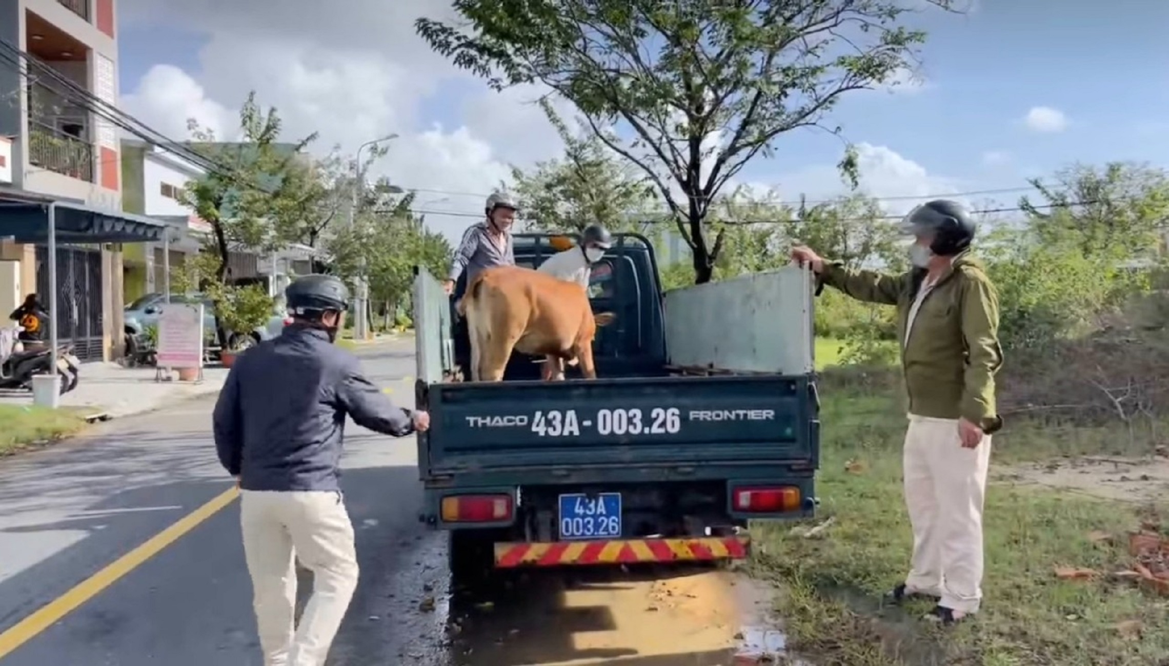 Đà Nẵng ra quân xử lý nạn bò, chó thả rông gây ô nhiễm môi trường và mất an toàn giao thông